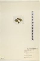 登錄號:A00006736藏品圖，第2張