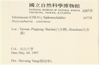 網球藻藏品圖，第2張