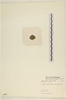 網球藻藏品圖，第3張