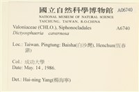 網球藻藏品圖，第2張