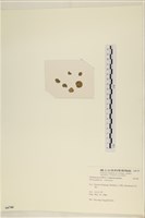 網球藻藏品圖，第3張