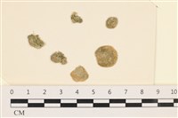 網球藻藏品圖，第1張