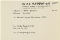 盤狀仙掌藻藏品圖，第2張