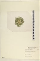 盤狀仙掌藻藏品圖，第3張