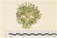 盤狀仙掌藻藏品圖，第1張