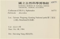 盤狀仙掌藻藏品圖，第2張
