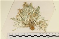 盤狀仙掌藻藏品圖，第1張