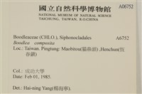 布氏藻藏品圖，第2張