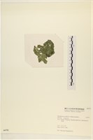 布氏藻藏品圖，第3張