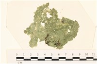 布氏藻藏品圖，第1張