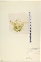 登錄號:A00006756藏品圖，第3張