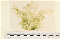 登錄號:A00006756藏品圖，第1張