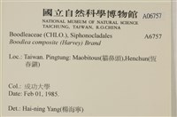 布氏藻藏品圖，第2張