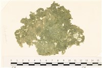 布氏藻藏品圖，第1張