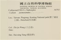 臺灣水松, 臺灣松藻藏品圖，第2張
