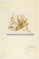 臺灣水松, 臺灣松藻藏品圖，第1張