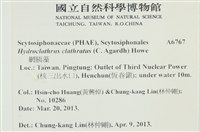 網胰藻藏品圖，第2張