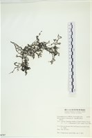 網胰藻藏品圖，第1張