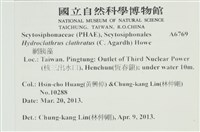 網胰藻藏品圖，第2張