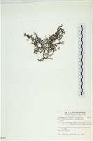 網胰藻藏品圖，第1張