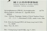 網胰藻藏品圖，第2張