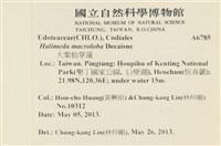 大葉海仙人掌, 大葉仙掌藻藏品圖，第2張