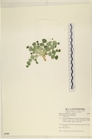 大葉海仙人掌, 大葉仙掌藻藏品圖，第3張