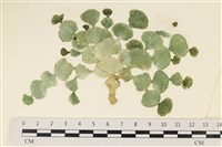 大葉海仙人掌, 大葉仙掌藻藏品圖，第1張