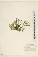 登錄號:A00006810藏品圖，第3張