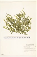 登錄號:A00006812藏品圖，第1張