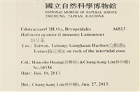 仙掌藻, 海仙人掌藏品圖，第2張