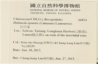 仙掌藻, 海仙人掌藏品圖，第2張