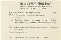 仙掌藻, 海仙人掌藏品圖，第2張