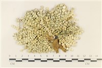 仙掌藻, 海仙人掌藏品圖，第1張