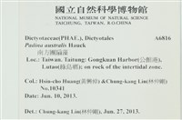 南方團扇藻藏品圖，第2張