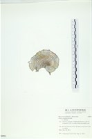 南方團扇藻藏品圖，第3張