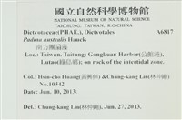 南方團扇藻藏品圖，第2張