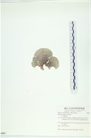 南方團扇藻藏品圖，第3張