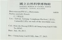 南方團扇藻藏品圖，第2張