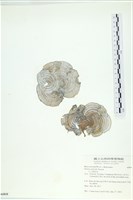 南方團扇藻藏品圖，第1張