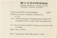 仙掌藻, 海仙人掌藏品圖，第2張