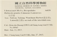 仙掌藻, 海仙人掌藏品圖，第2張