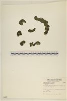 登錄號:A00006859藏品圖，第1張