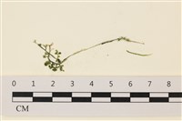 登錄號:A00006864藏品圖，第1張