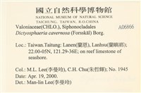 網球藻藏品圖，第2張