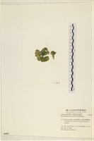 網球藻藏品圖，第3張