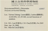 鹿角網地藻藏品圖，第2張