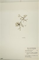 鹿角網地藻藏品圖，第3張
