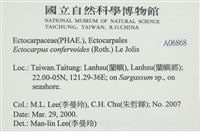 絲狀外子藻, 水雲藏品圖，第2張