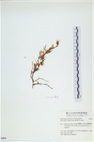 絲狀外子藻, 水雲藏品圖，第3張